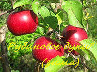 Саженец яблони Рубиновое дуки - 54-118, 2 года