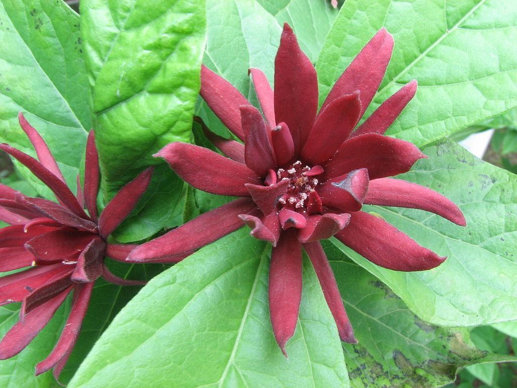 Calycanthus floridus, Гвоздичне дерево, Калікантус квітний 80 см, фото 1