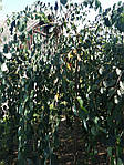 Барючник японський штамб St210, плакучий, круглолистик, Cercidiphyllum japonicum 'Pendula', St210, фото 10