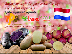 Чому важливо оновлювати сорти картоплі?