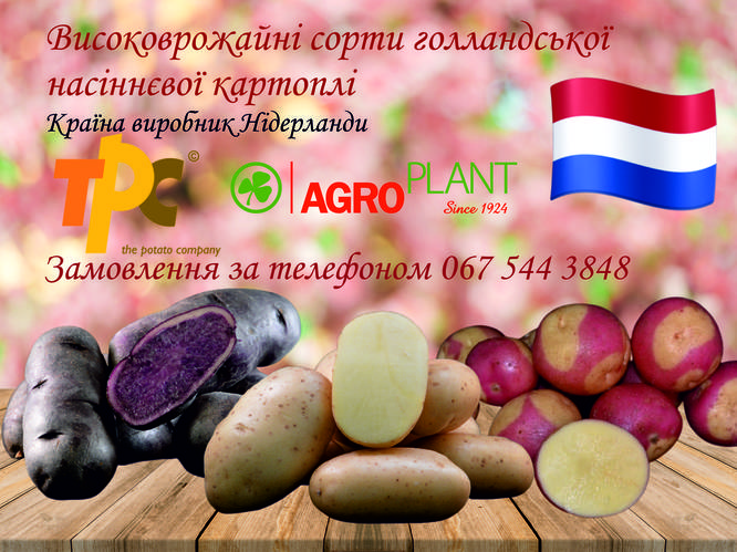 Чому важливо оновлювати сорти картоплі?
