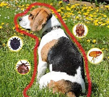 Захист собак в сезон кліщів (краплі, нашийники та жувальні таблетки)
