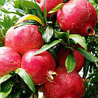 Саджанці граната Кизил-анор (4-х річний) - раннього терміну дозрівання, невибагливий, зимостійкий, фото 4