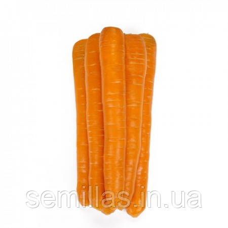Насіння моркви Морелія (Morelia) F1, 100000 шт., (1,6-1,8 мм), Нантес тип