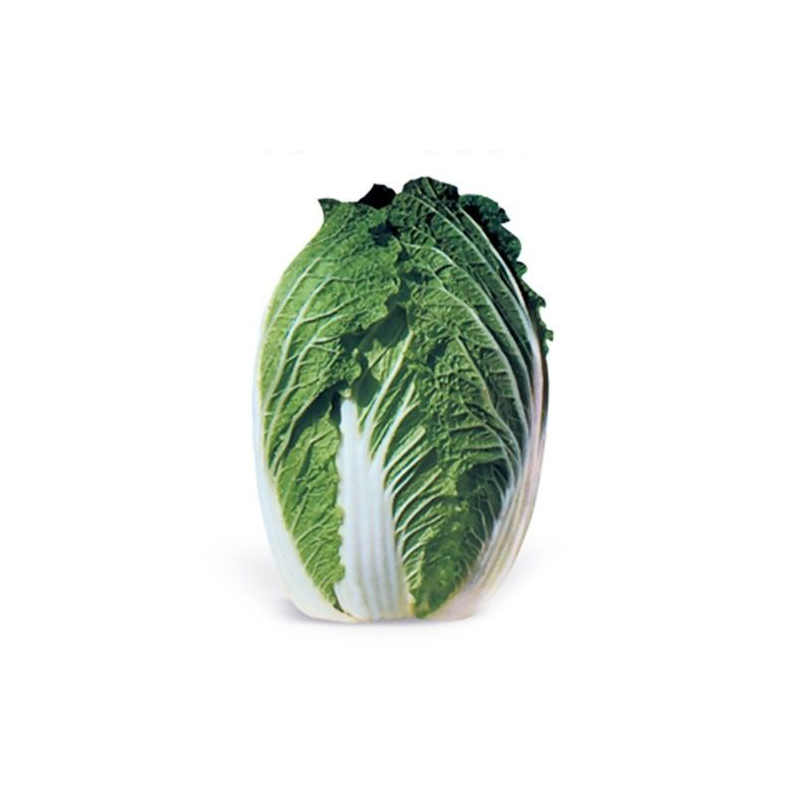 KS 533 F1 насіння капусти пекінської 2 500 насіння, Kitano Seeds