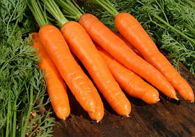 Насіння моркви Берликум з проф банки, 10 м