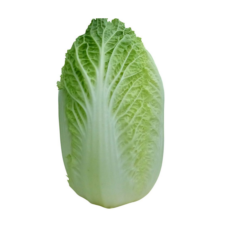 KS 934 F1 - насіння капусти пекінської 2 500 насіння, Kitano Seeds