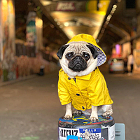 Дождевик для собак с капюшоном M Желтий