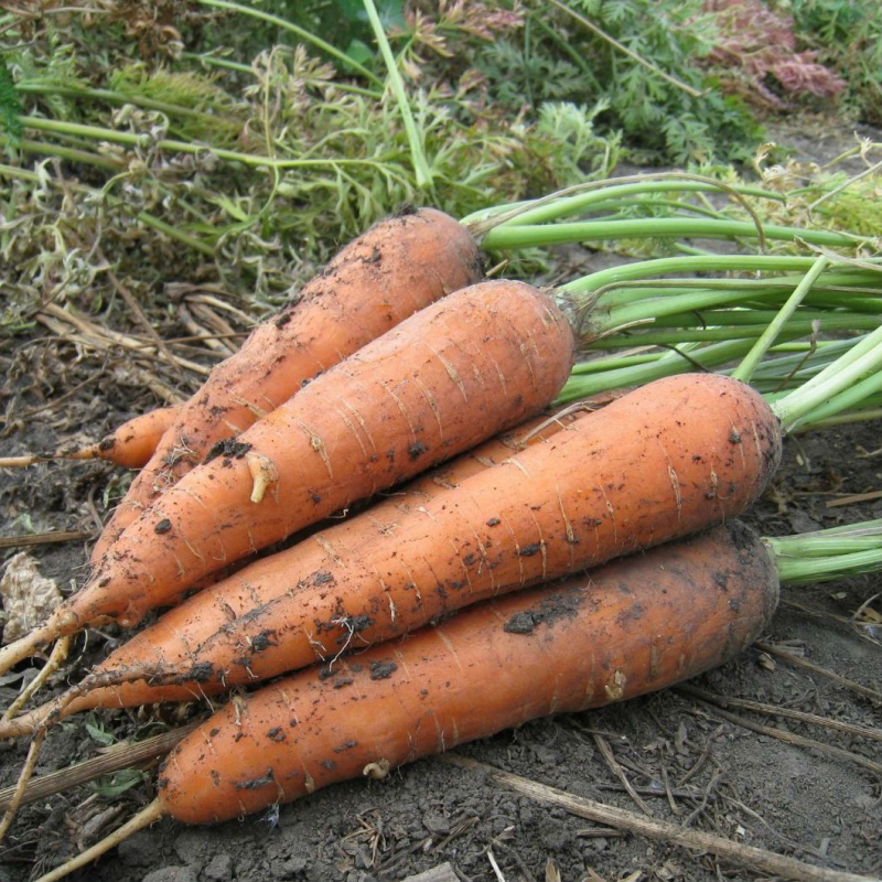 МАЦУРІ F1 (KS 7 F1) - насіння моркви Шантане 10 000 насінин, Kitano Seeds
