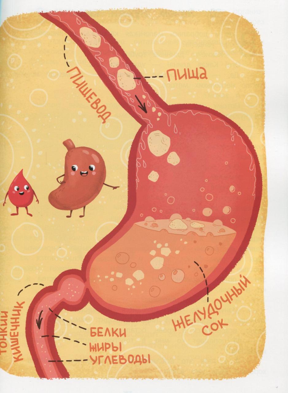 Как устроен человек. Энциклопедия для малышей в сказках Елена Ульева - фото 7 - id-p1369065947