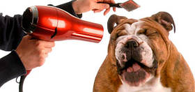 Все для Грумінгу