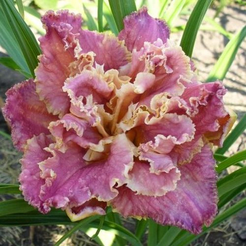 Лілейник Venetian Fringe новинка, фото 1