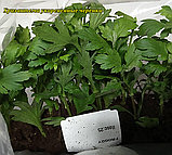 Саджанці хризантема Cosmo Pink (Космо Рінк) 3 саж у гір с2, фото 3