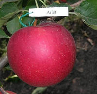 Саженец яблони Арлет осенний сорт,возраст 2 года