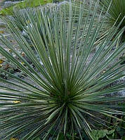 ЮККА КОРОЛІВСЬКА ВУЗЬКОЛИСТА ВІЧНОЗЕЛЕНА (дорослий кущ в технологічному горщику)