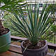 ЮККА КОРОЛІВСЬКА ВУЗЬКОЛИСТА ВІЧНОЗЕЛЕНА (дорослий кущ в технологічному горщику), фото 8