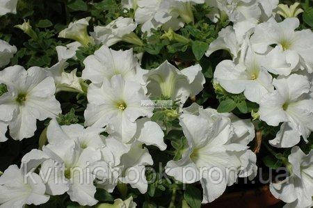 Розсада ампельної петунії в горщиках 9см - Petunia conchita grande white (гранде вайт) - фото 1 - id-p1369579758