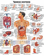 Анатомический плакат Пищеварительная система 67х86 см.