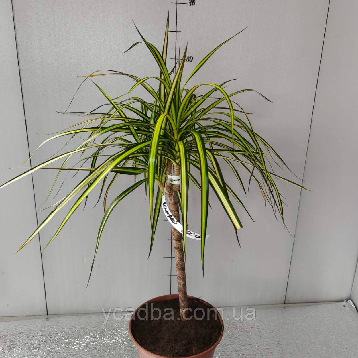 Драцена Санрайз, фото 1