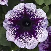 Розсада ампельної петунії в горщику 9см - Petunia fanfare purple vein (петуния фанфейр пурпл вейн)