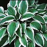 Хоста Гінко Крейг саджанці в контейнерах Hosta Ginko Craig, фото 2