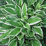 Хоста Гінко Крейг саджанці в контейнерах Hosta Ginko Craig, фото 5