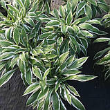 Хоста Гінко Крейг саджанці в контейнерах Hosta Ginko Craig, фото 4