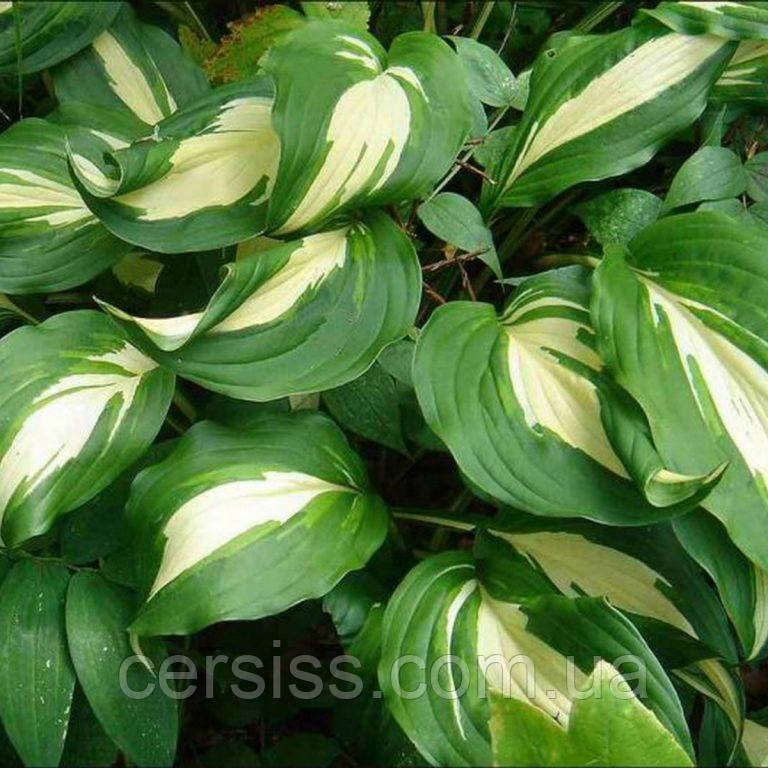 Хоста Медіоварієгата саджанці в горщиках Hosta Mediovariegata, фото 1