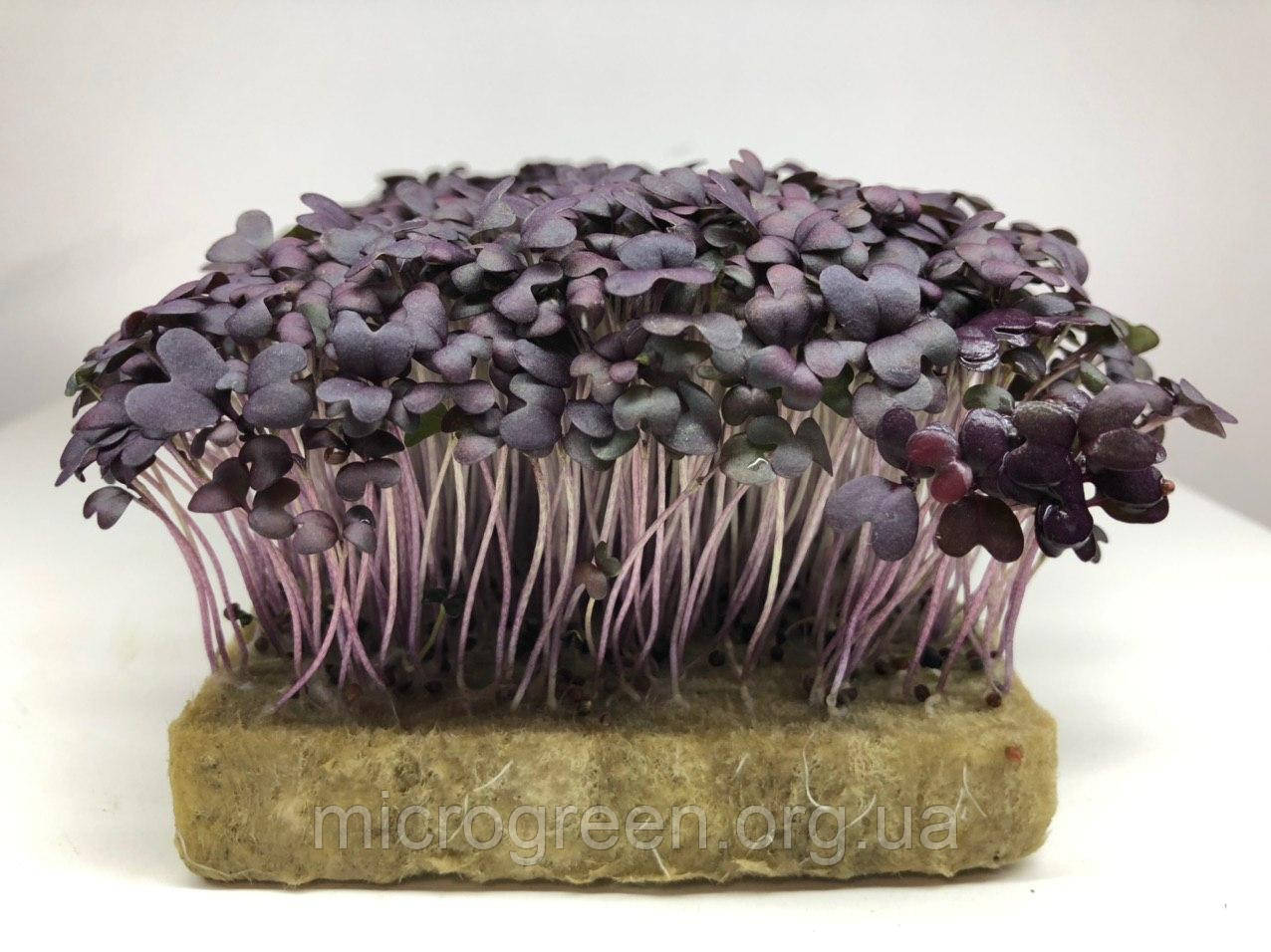 Насіння Гірчиця фіолетова мікрогрін | бебі листя (import)