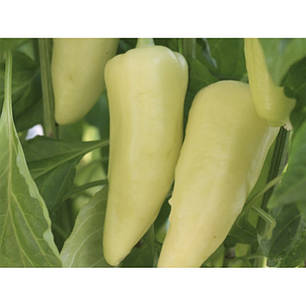 Насіння солодкого перцю Элмас F1 (Elmas F1) Yuksel seeds 500, фото 3