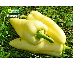 Насіння солодкого перцю Элмас F1 (Elmas F1) Yuksel seeds 500, фото 4