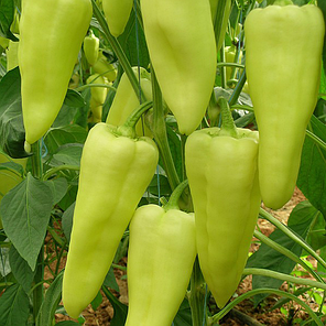 Насіння солодкого перцю Элмас F1 (Elmas F1) Yuksel seeds 500, фото 1