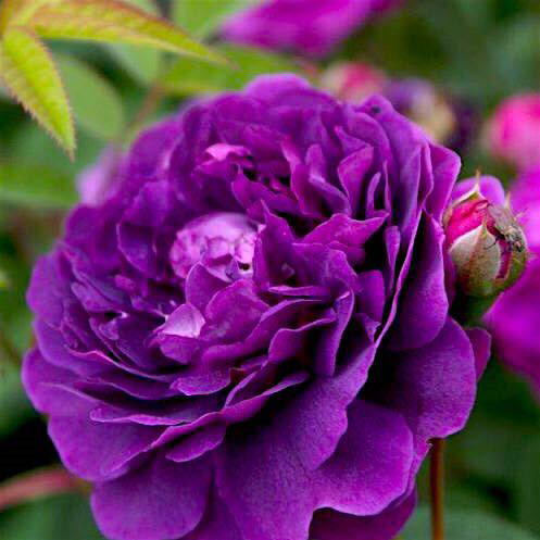 Саджанці кущової троянди Кардинал де Рішельє (Rose Cardinal de Richelieu), фото 1