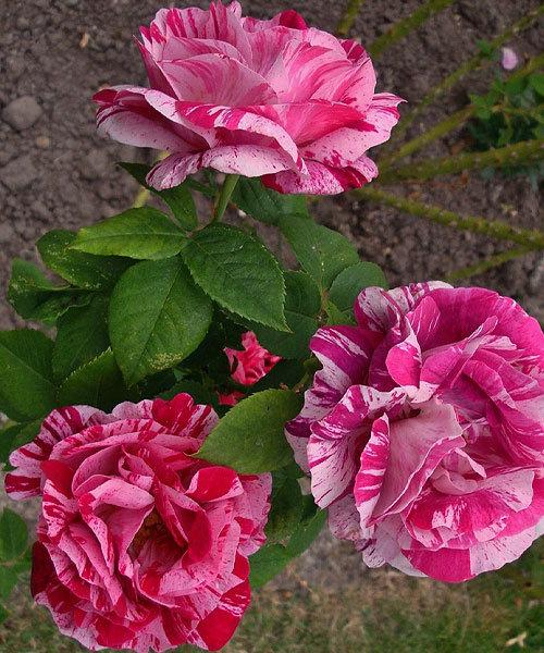 Саженцы кустарной розы Фердинанд Пичард (Ferdinand Pichard) - фото 1 - id-p1370141513