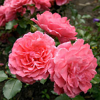 Саженцы плетистая розы Розариум Ютерзен (Rose Rosarium Uetersen)