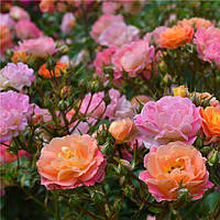 Саженцы розы флорибунда Бордюр Камайо (Rose Bordure Camaieu)