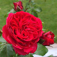 Саджанці троянди флорибунда Ред Леонардо да Вінчі (Rose Red Leonardo da Vinci)