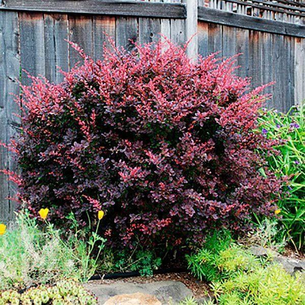 Саженцы барбарис тунберга Кармен (Berberis thunbergii Carmen)