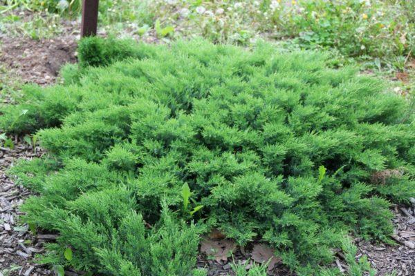 Саджанці ялівцю даурского Ленінград (Juniperus davurica Leningrad ) - фото 3 - id-p1370141697