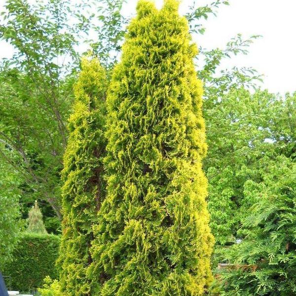 Саженцы Туи западной Ауресценс (Thuja occidentalis Aurescens) - фото 4 - id-p1370141702