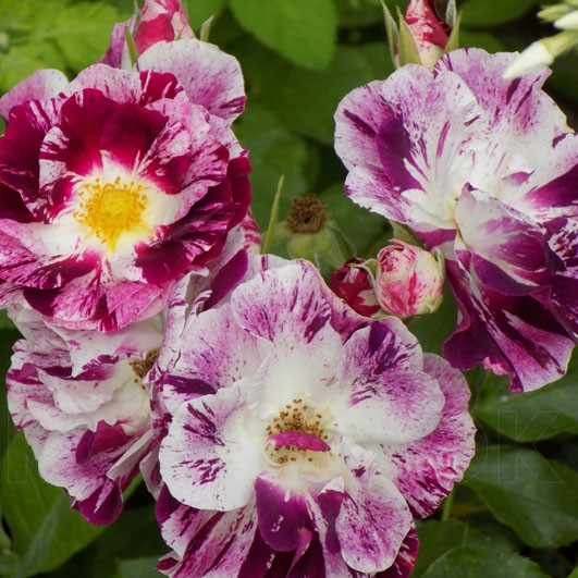 Саженцы плетистой розы Пурпл Сплэш (Rose Purple Splash) - фото 4 - id-p1370141874