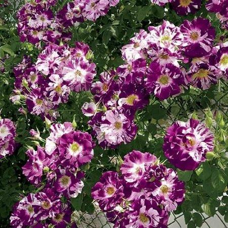 Саженцы плетистой розы Пурпл Сплэш (Rose Purple Splash) - фото 3 - id-p1370141874