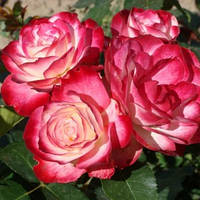 Саженцы роз флорибунда Жюбиле дю Принц де Монако - Юбилей Принца Монако (Jubile du Prince de Monaco)
