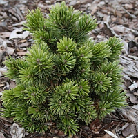 Саженцы Сосны остистой (Pinus aristata)