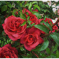 Саджанці троянди флорибунда Хот Какао (Rose Hot Cocoa)