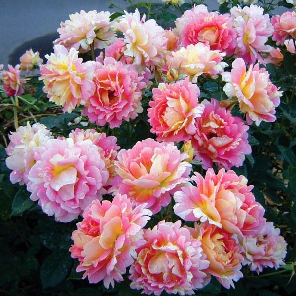 Саджанці троянди флорибунда Роз де Сістерсьен (Rose des Cisterciens)