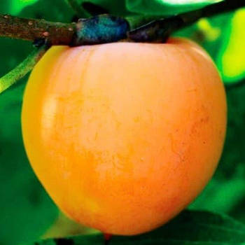 Саджанці хурми Прок (трирічна) - самоплідна, рання, морозостійка