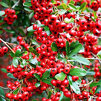 Саженцы Пираканта Ред Колумн (Pyracantha coccinea Red Column)