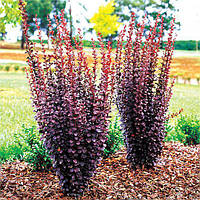 Саженцы барбариса Тунберга Хелмонд Пиллар (Berberis Тhunbergii Helmond Pillar)