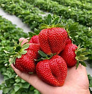 Розсада полуниці Мармеладу(касетна) - середня, солодка, соковита, фото 2